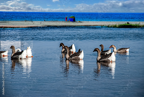 pelicans on the beach