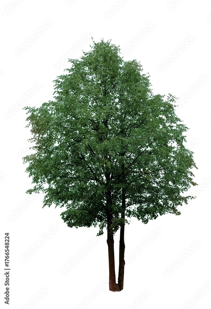Fototapeta premium Tree lime on isolated white background.