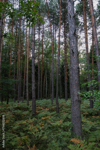 Forest in Poland AT DAY