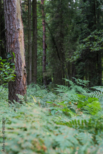 Woodland at day in Poland
