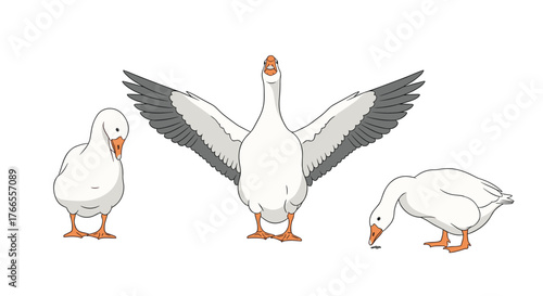 A trio of white domestic geese captured in various poses, including a majestic display with spread wings, foraging, and looking down quietly.