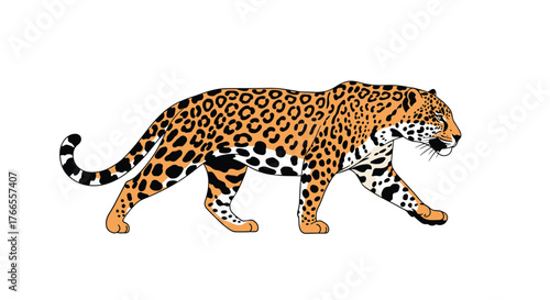 A detailed illustration of a jaguar gracefully walking in profile against a clean white background.