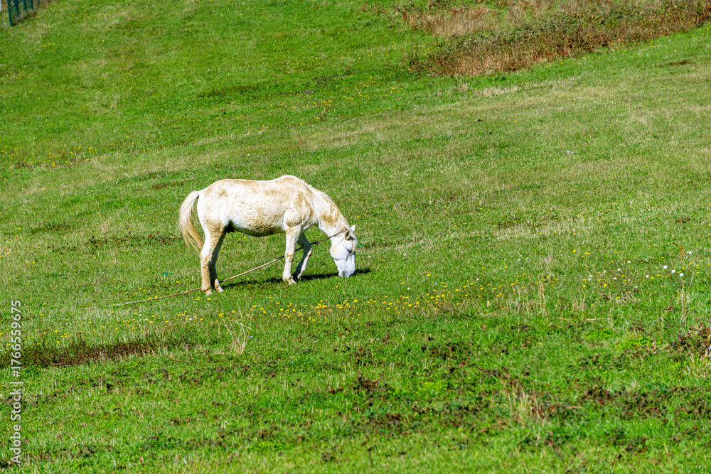Fototapeta premium A white horse on a rope tether grazes and eats grass in a bright green field with yellow flowers