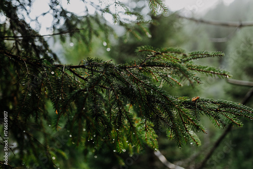 Close-up of spruce branch with raindrops in an alpine forest near Namlos, Tyrol