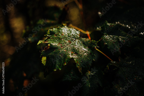 Wet maple leaf in sunlight after rain in the alpine forest near Namlos, Tyrol