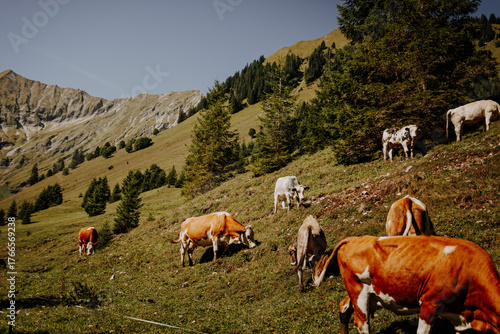 Brown cows resting on an alpine pasture near Fallerschein, Tyrol – traditional mountain farming in the Austrian Alps