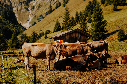 Brown cows resting on an alpine pasture near Fallerschein, Tyrol – traditional mountain farming in the Austrian Alps