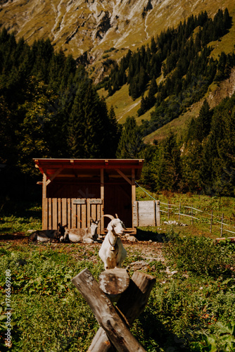 Goats resting in front of a wooden shed on an alpine pasture near Fallerschein, Tyrol, Austria