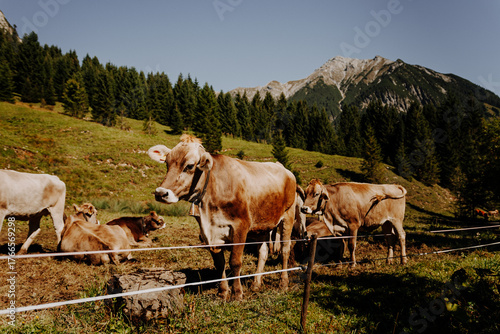 Brown cows resting on an alpine pasture near Fallerschein, Tyrol – traditional mountain farming in the Austrian Alps