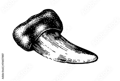 Mushroom illustrates botanical study in a natural history collection