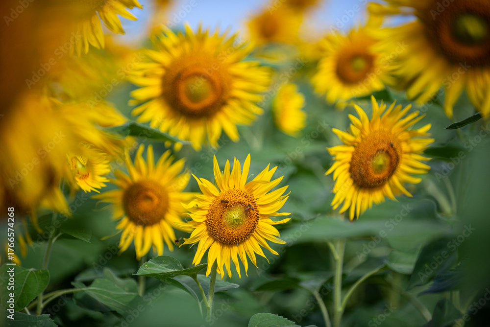 Fototapeta premium SunFlower2