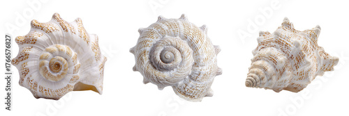 Set of Single spiraled seashell with pearly luster, positioned on a white backdrop, clean and minimalistic composition on transparent png background. Ai generated