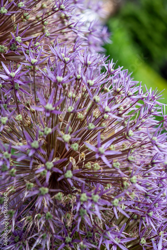 Allium christophii (Star of Persia) textured detail