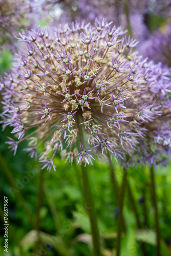 Allium christophii (Star of Persia) portrait