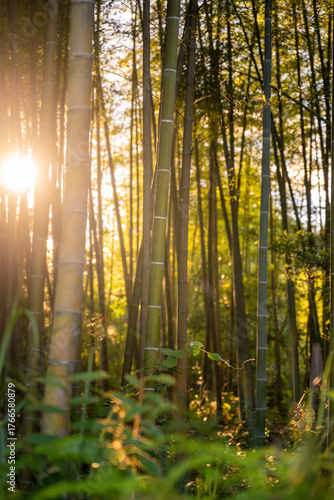 Sunlight Filtering Through a Bamboo Forest