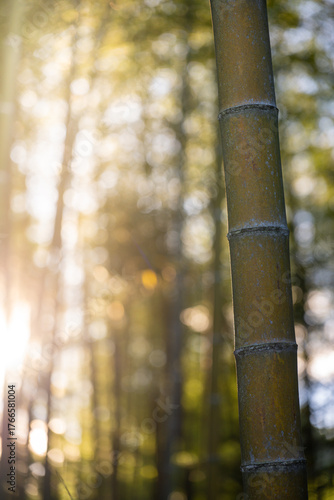 Warm Sunlight Filtering Through Bamboo Forest