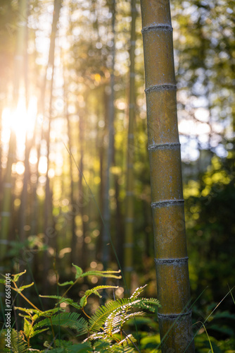 Sunlight Filtering Through Bamboo Forest