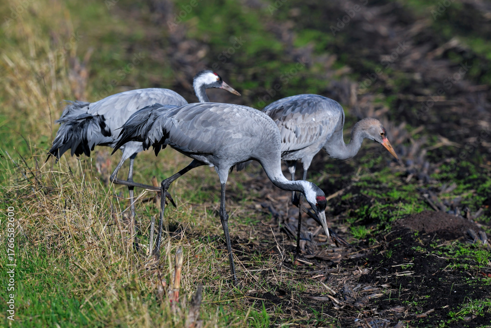 Obraz premium Common cranes on field // Kraniche auf einem Acker (Grus grus)