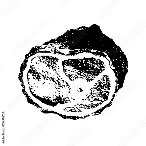 Citrus Fruit Sectional View in Illustration