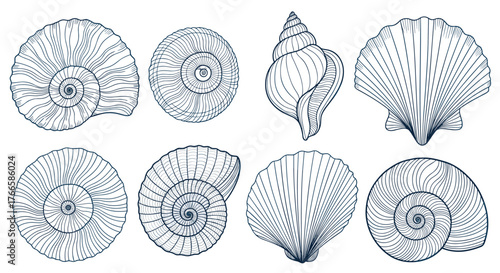 Collection of intricately drawn seashells, featuring spiral and bivalve designs in a minimalist line art style.