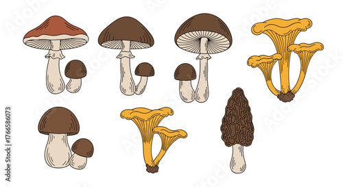 Illustration of various types of mushrooms, including chanterelles and morels, on a white background.