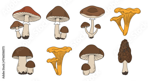 Collection of eight different varieties of colorful mushrooms, illustrated on a white background.