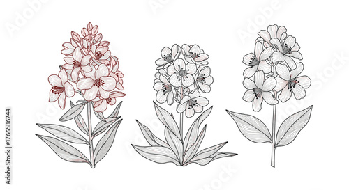 Three delicate botanical illustrations of flowering plants in a line on a white background.