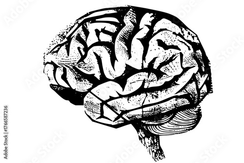 Brain illustrates complexity in neurological study