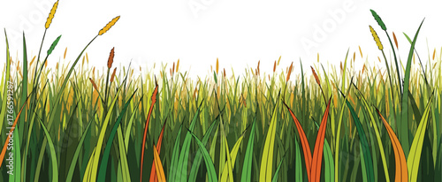 Tall Green Grass Blades with Yellow and Orange Accents in a Field with a White Background