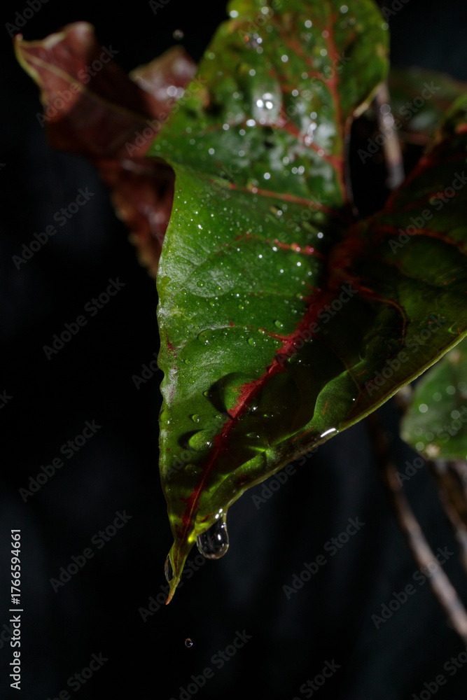 Fototapeta premium exotic rare monstrous plant, alocasia, colocasia, syngonium, cyrtosperma, water drops on the leaves