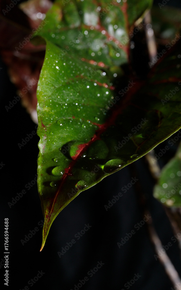 Fototapeta premium exotic rare monstrous plant, alocasia, colocasia, syngonium, cyrtosperma, water drops on the leaves