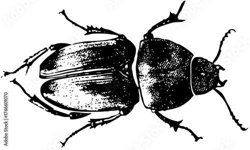 Beetle illustrates for entomology