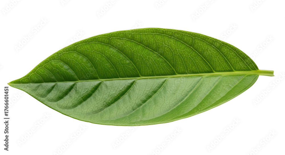 Obraz premium A single green leaf with prominent veins isolated on transparent background