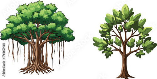 Banyan tree with aerial roots, deciduous tree comparison, botanical illustration, foliage density, root system, nature education, green leaves, forest diversity