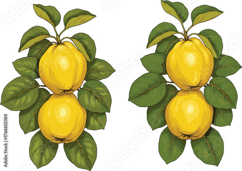 Obraz na plátně Botanical illustration, yellow fruit branch, green leaves, quince artwork, mirro