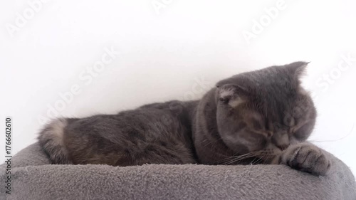 Grey Scottish Fold cat washing itself calmly