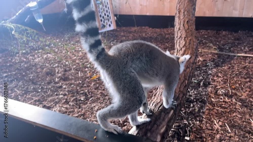 Lemur walking in zoo enclosure near tree