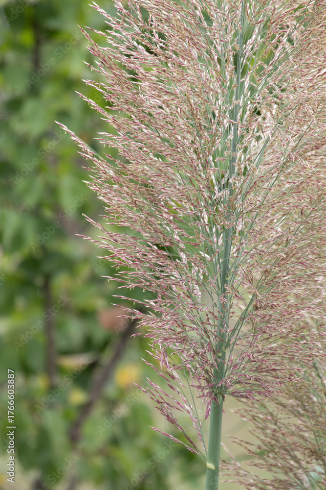 Fototapeta premium Feathery Grass Plume meadow in the park