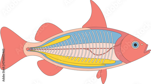 Fish anatomy illustration, internal organs diagram, marine biology study, zoology education artwork, skeletal structure, digestive system, swim bladder, circulatory, science, vector