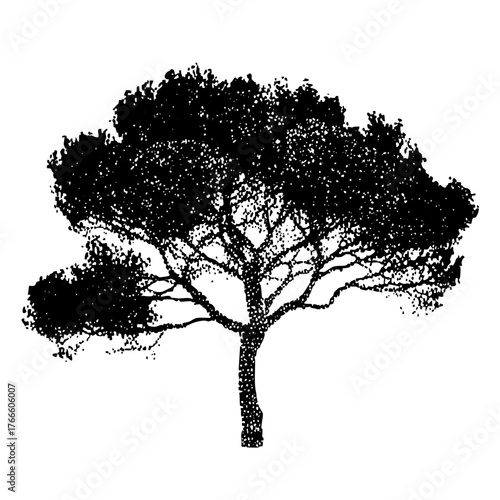 Tree stands boldly in silhouette