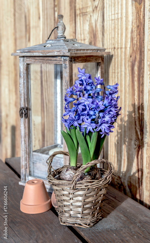 flower potted  hyacinth in wicker pot with lantern on a table on wooden backg...