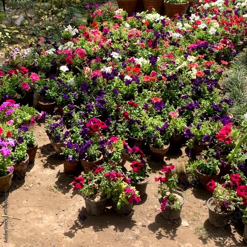 pink flowers in a garden