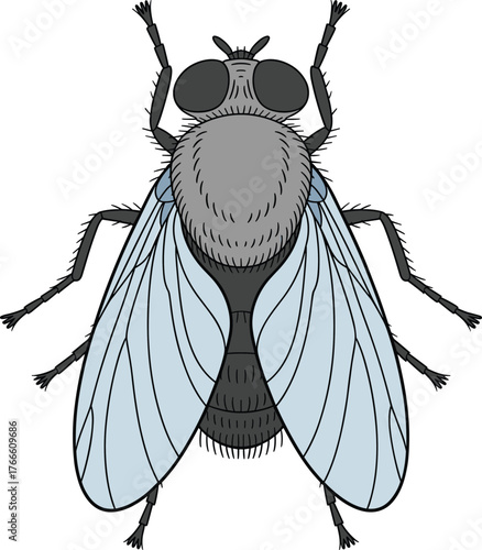 Housefly illustration, Musca domestica drawing, insect anatomy diagram, entomology study, scientific biology artwork, detailed insect design, educational pest diagram, nature, science, vector