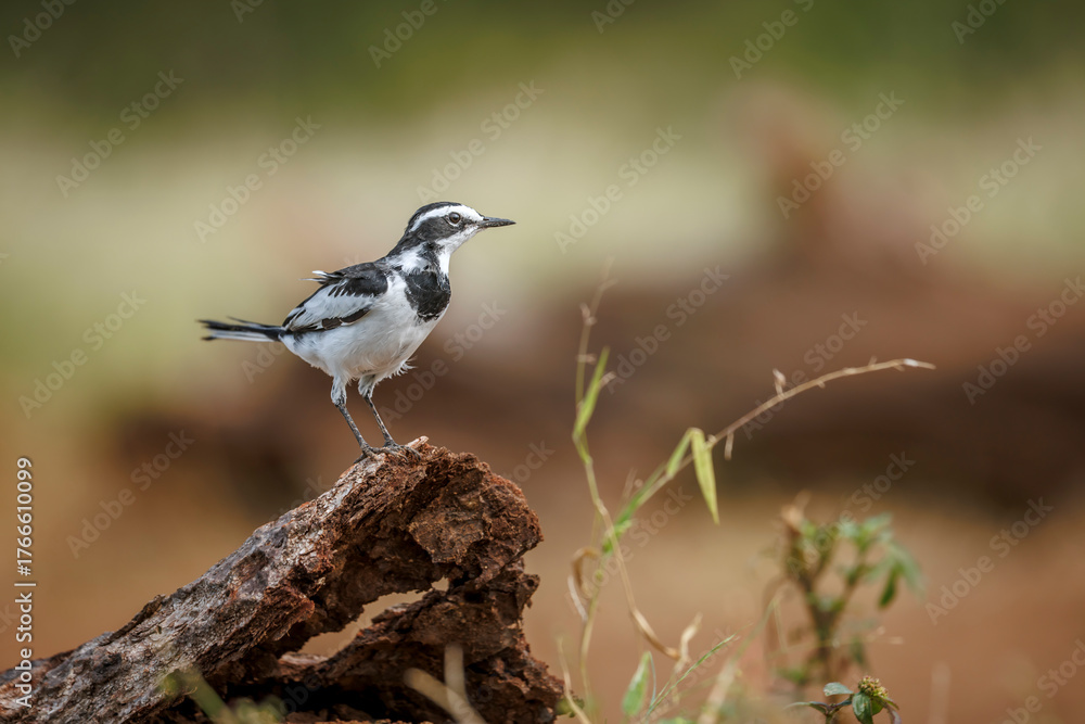 Fototapeta premium African Pied Wagtail standing on a log isolated in natural background in Greater Kruger National park, South Africa ; Specie Motacilla aguimp family of Motacillidae