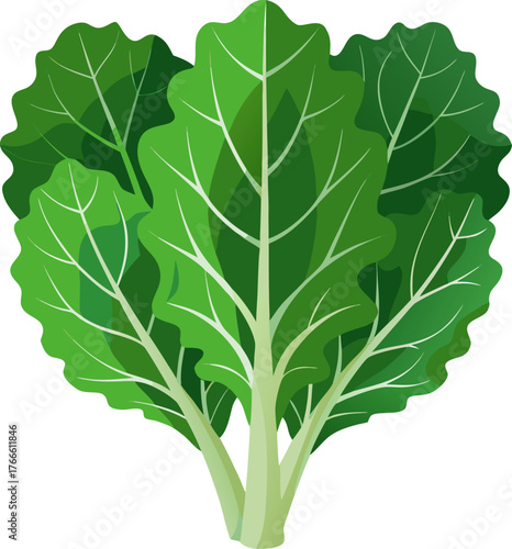  Fresh kale leaves illustration, flat design, white background, white background 