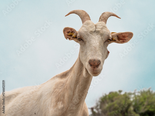 portrait of a goat