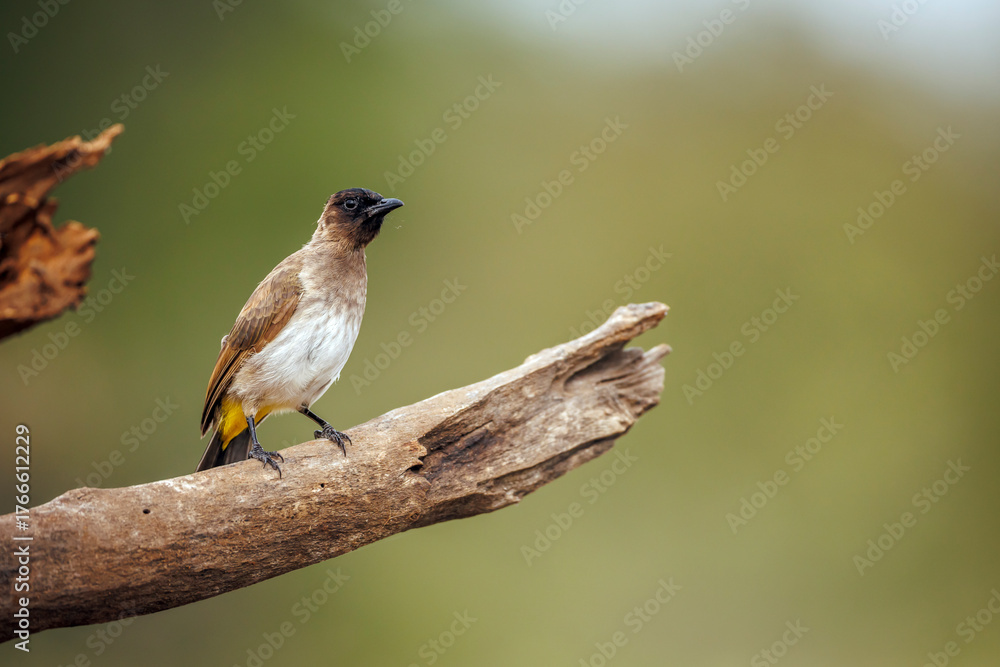 Obraz premium Dark capped Bulbul standing on a branch isolated in natural background in Greater Kruger National park, South Africa ; Specie Pycnonotus tricolor family of Pycnonotidae