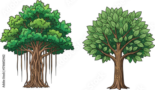 Banyan tree with aerial roots, deciduous tree comparison, botanical illustration, foliage contrast, root system, nature education, green leaves, forest diversity