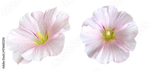 Foto Light Pink Hollyhock Flowers Isolated On White Background