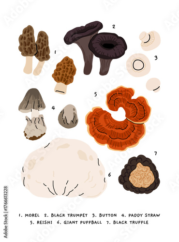 Flat vector illustration of edible mushrooms poster, morel, black trumpet, button mushroom, paddy straw, reishi, giant puffball, black truffle. Botanical educational illustration in minimalist style.